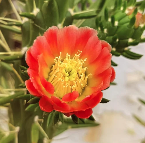 Bright orange cactus flower with a yellow center