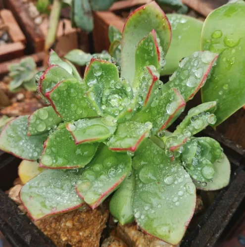 Fleshy green succulent leaves beaded with water droplets