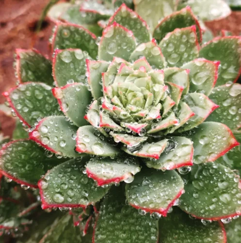 Pale green succulent rosette with red-tipped leaf edges